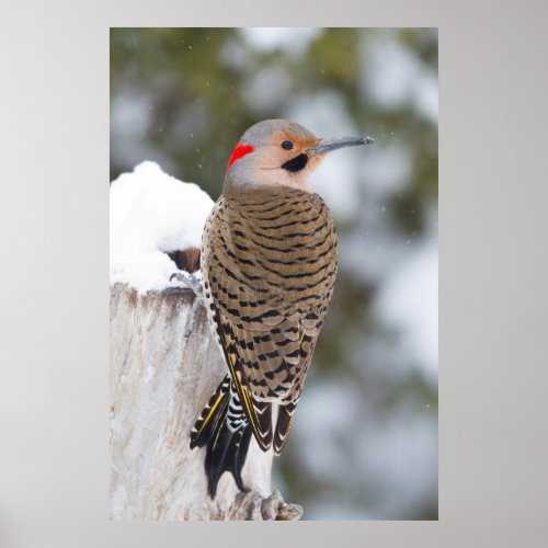 Northern Flicker male in winter Poster