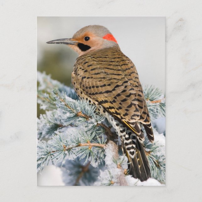 Northern Flicker male Postcard (Front)