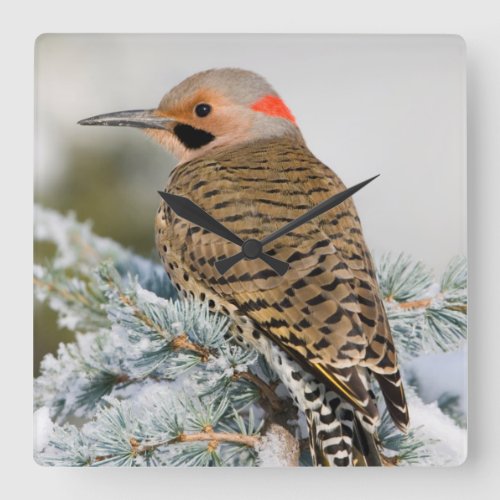 Northern Flicker male Square Wall Clock