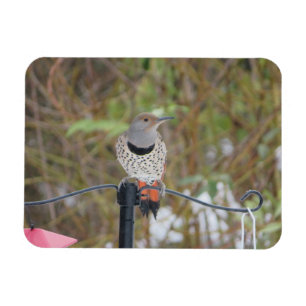 Northern Flicker on Bird Feeder Magnet