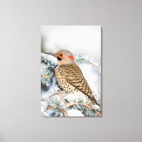 Northern Flicker on Blue Atlas Cedar Canvas Print