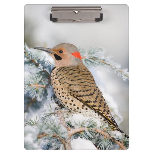 Northern Flicker on Blue Atlas Cedar Clipboard