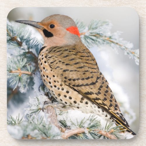 Northern Flicker on Blue Atlas Cedar Coaster