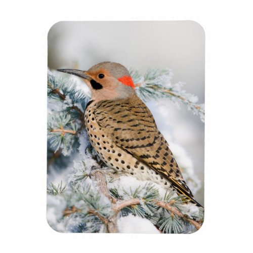 Northern Flicker on Blue Atlas Cedar Magnet