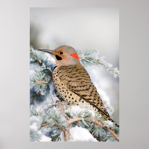 Northern Flicker on Blue Atlas Cedar Poster