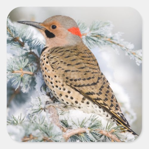 Northern Flicker on Blue Atlas Cedar Square Sticker