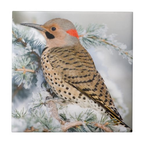 Northern Flicker on Blue Atlas Cedar Tile