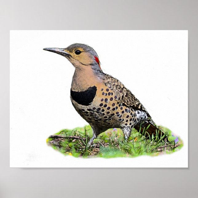 Northern Flicker on the Ground Poster (Front)