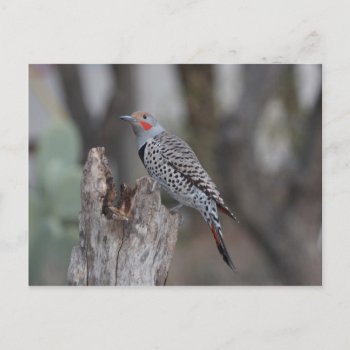 Northern Flicker Postcard by thecoveredbridge at Zazzle