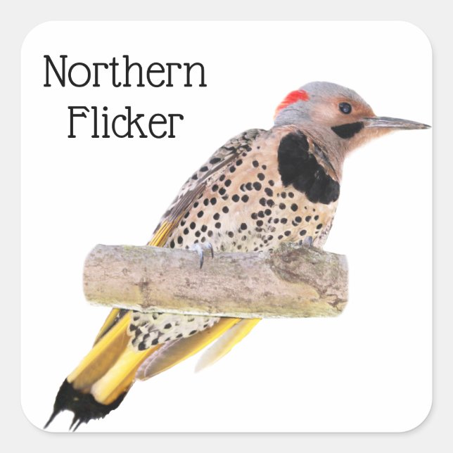 Northern Flicker Square Sticker (Front)
