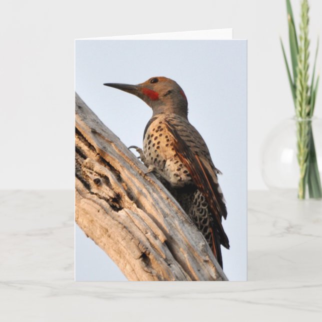 Northern Flicker Up Close and Personal Card (Front)