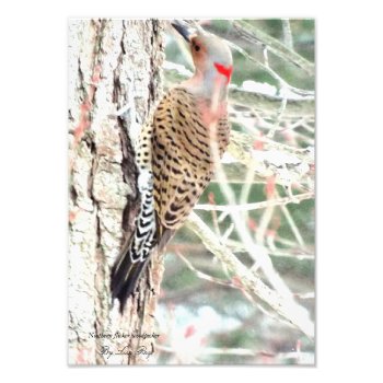 Northern Flicker Woodpecker Card Photo Print by RenderlyYours at Zazzle