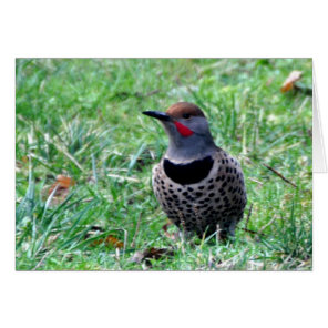 Northern Flicker Woodpecker - Frameable Art Card