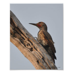 Northern Flicker Woodpecker Photo Print