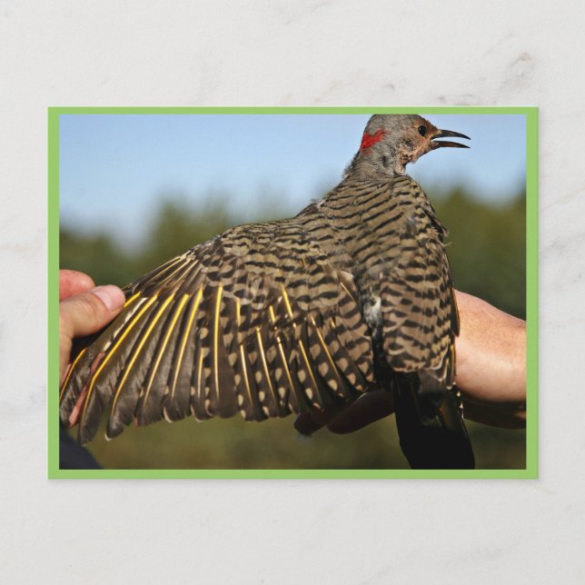 Northern Flicker, Yellow-shafted Postcard (Front)