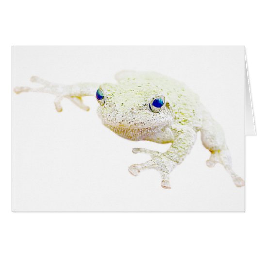 Northern Froggy Cards (Front Horizontal)