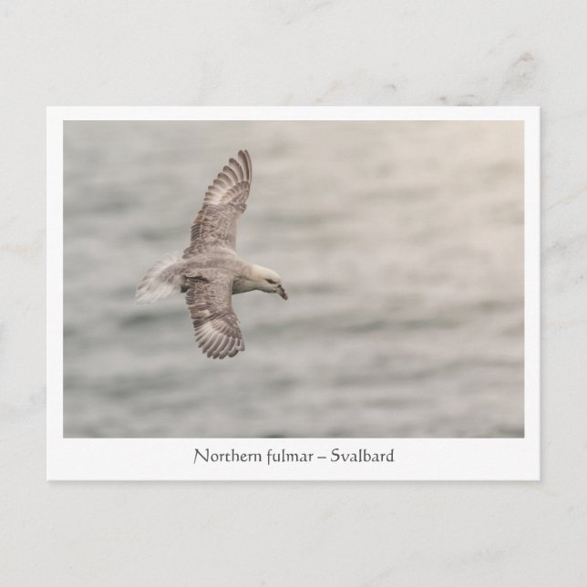 Northern fulmar Nature Photo Postcard (Front)