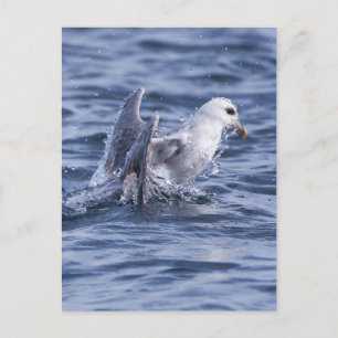 Northern fulmar postcard