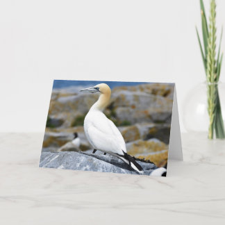 Northern Gannet Card