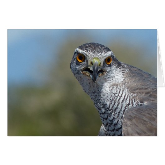 Northern Gohawk Close Up (Front Horizontal)