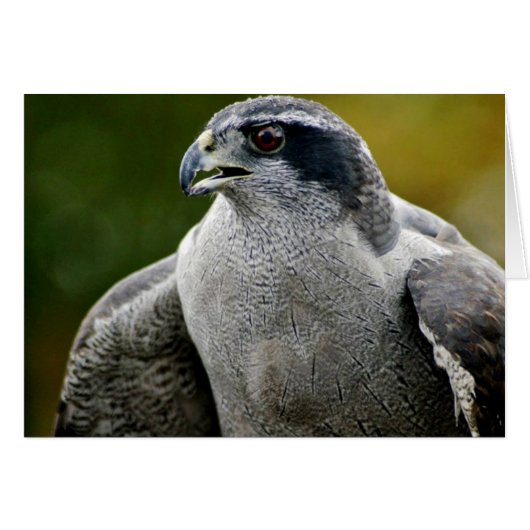 Northern Goshawk Cards (Front Horizontal)