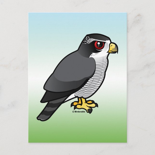 Northern Goshawk Postcard (Front)