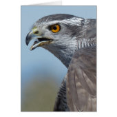 Northern Goshawk Screeching (Front)