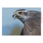 Northern Goshawk Screeching (Front Horizontal)