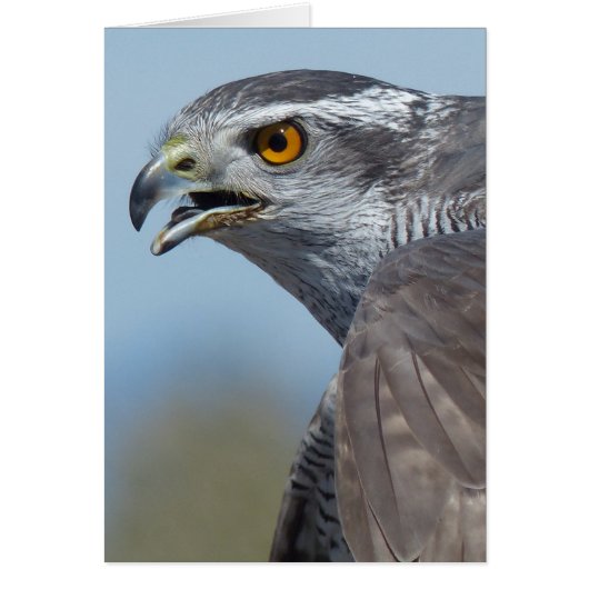 Northern Goshawk Screeching Cards (Front)
