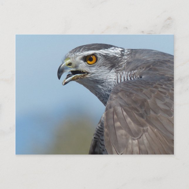 Northern Goshawk Screeching Postcard (Front)