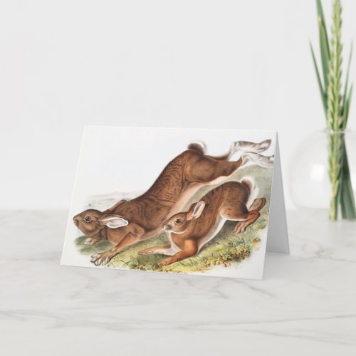 Northern Hare Lepus Americanus Illustration Card