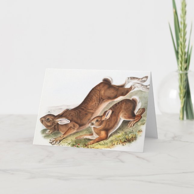 Northern Hare (Lepus Americanus) Illustration Card (Front)
