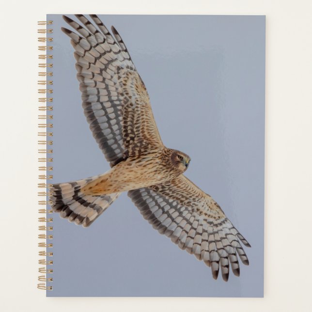 Northern Harrier 2026 Planner | Winter Wildlife (Front)