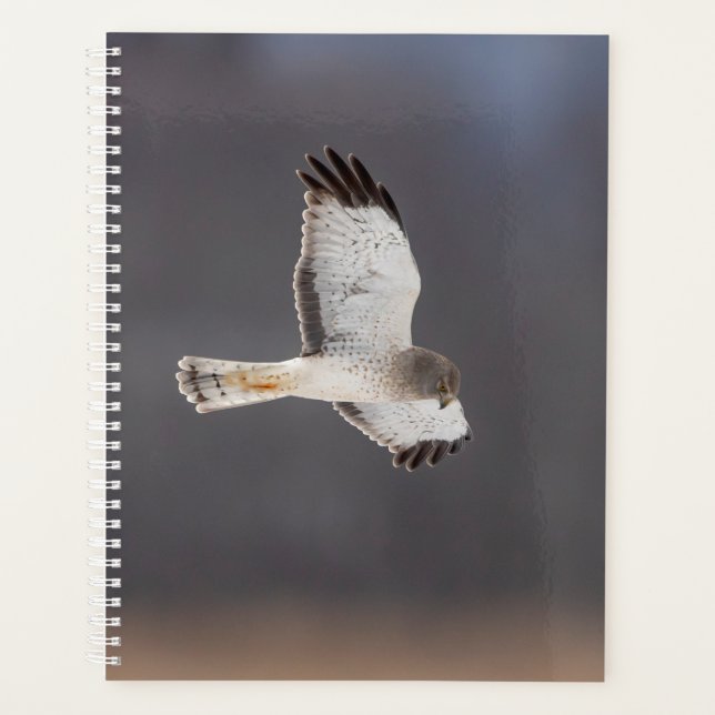 Northern Harrier 2026 Planner | Winter Wildlife (Front)