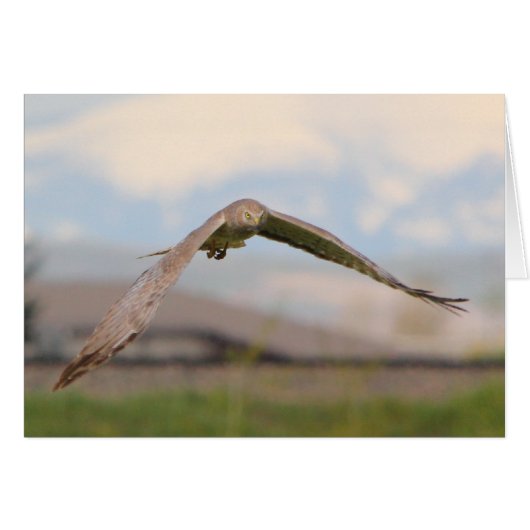 Northern Harrier Cards (Front Horizontal)