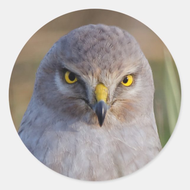 Northern Harrier Classic Round Sticker (Front)