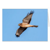 Northern Harrier in Flight (Front Horizontal)