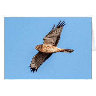 Northern Harrier in Flight