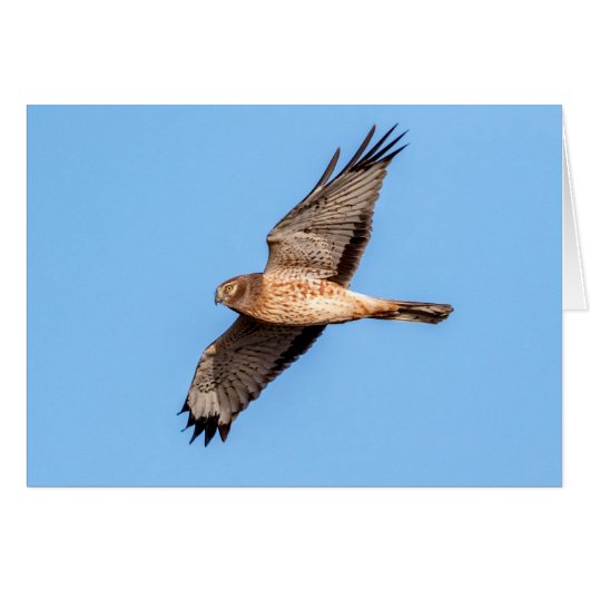 Northern Harrier in Flight Cards (Front Horizontal)