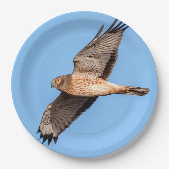 Northern Harrier in Flight Paper Plates (Front)