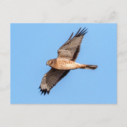 Northern Harrier in Flight Postcard