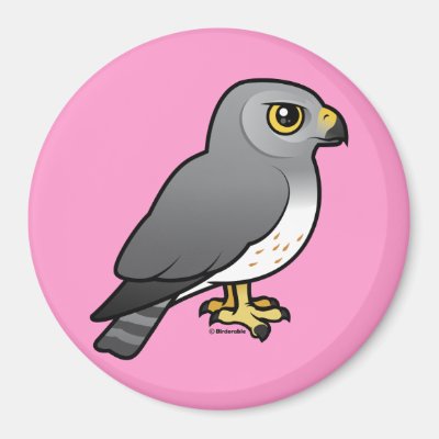 Northern Harrier male Magnet