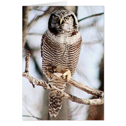 Northern Hawk Owl 3 Cards (Front)