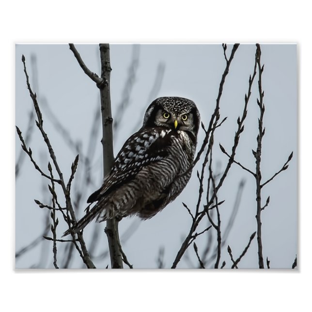 Northern Hawk Owl in Winter Photo Print (Front)