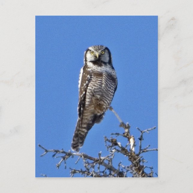 Northern Hawk Owl Postcard (Front)
