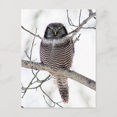 Northern Hawk Owl Postcard