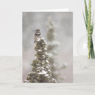 Northern Hawk Owl (Surnia ulula) Season's Greeting Holiday Card
