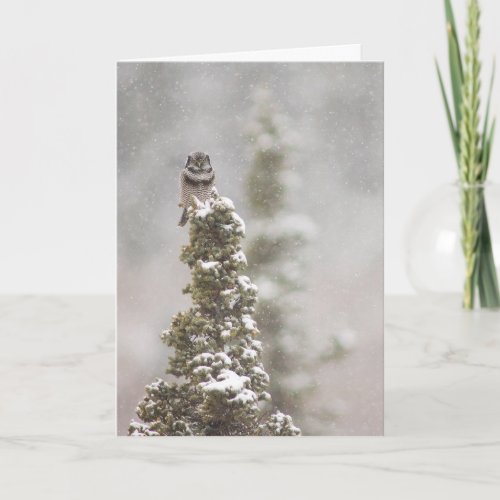 Northern Hawk Owl Surnia ulula Seasons Greeting Holiday Card