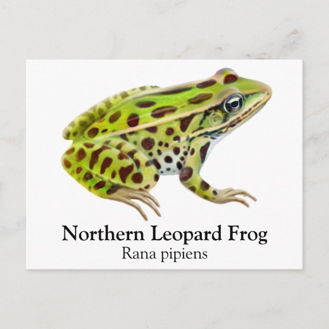 Northern Leopard Frog Postcard (Front)