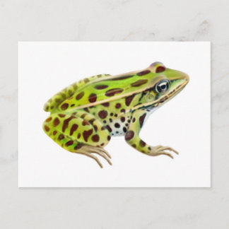 Northern Leopard Frog Postcard
